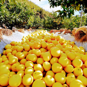 【先行予約受付】文旦 約5kg 土佐文旦 大玉 数量限定 3Lサイズ 8～9個