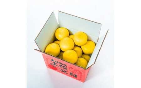 〈2回定期便〉園主こだわりの土佐文旦 10キロ（18 - 24玉） 2月・3月にお届け！ 先行予約 定期コース 2ヶ月 