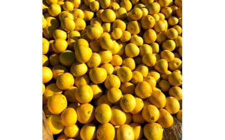 『南国高知からの贈り物』土佐文旦 6kg 