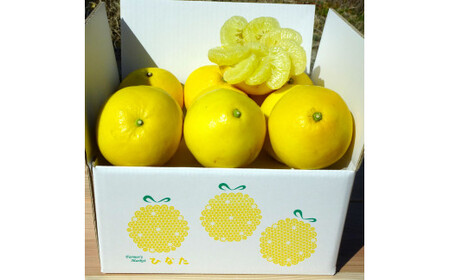 『南国高知からの贈り物』土佐文旦 6kg 