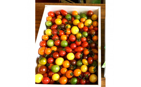 カラフルミニトマトの宝石箱 （約2kg） 