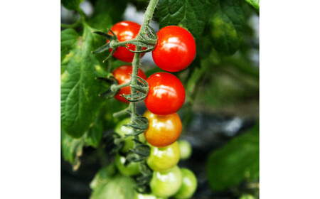 フルーツトマト食べくらべセット 1kg 