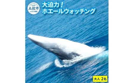 ホエールウォッチング 大人２名分相当 14000円分クーポン