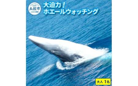 ホエールウォッチング 大人１名分相当 7000円分クーポン
