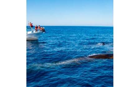 ホエールウォッチング 大人１名分相当 7000円分クーポン レジャー 体験型 アクティビティ ウォッチング 観察 旅行 観光 遊ぶ クジラ くじら 鯨 イルカ 船 ボート 土佐湾 海 動物 自然