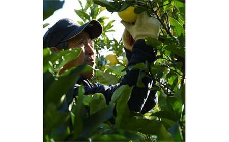 土佐文旦特大(3L-4L) サイズ4.5kg 大玉