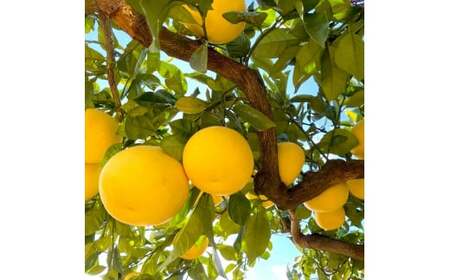 楠瀬さんの土佐文旦 家庭用大玉 約5kg 4L～2L