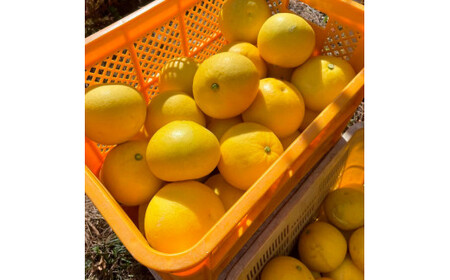 楠瀬さんの土佐文旦 家庭用大玉 約5kg 4L～2L