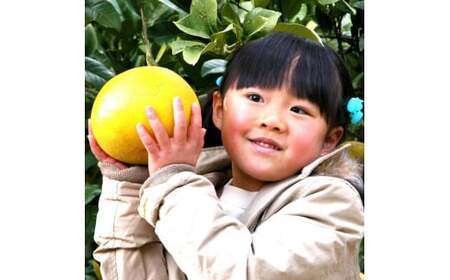 【先行予約】楠瀬さんの土佐文旦 訳あり 4L～L  約10kg