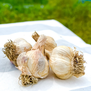 訳あり 植田ファームの自然乾燥にんにく800g 800グラム ニンニク ガーリック お酒 料理 醤油漬け ガーリックオイル ペペロンチーノ パスタ スパゲッティ ワケアリ 家庭用 ご自宅用 常温 冷蔵 配送 高知県 高知 土佐市 ふるさとのうぜい 故郷納税 返礼品