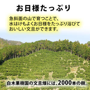 【果樹園直送】土佐文旦　4L　2個入り　1.5kg 大玉　特選品贈答用