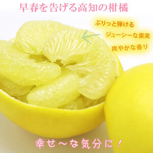 【果樹園直送】土佐文旦　4L　2個入り　1.5kg 大玉　特選品贈答用