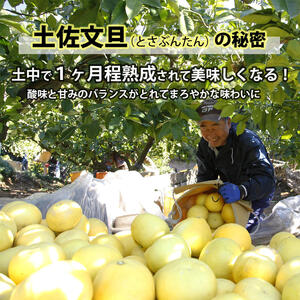 【果樹園直送】土佐文旦　4L　2個入り　1.5kg 大玉　特選品贈答用