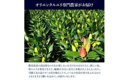 オリエンタルユリ バラエティパック 1束(1束3～4本 15輪以上) 