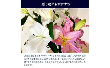 オリエンタルユリ バラエティパック 1束(1束3～4本 15輪以上) 