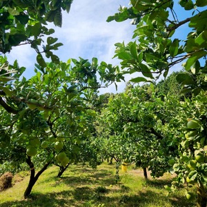 石元農園の土佐文旦 家庭用 大玉 約10キロ 10kg 3Lサイズ 4Lサイズ
