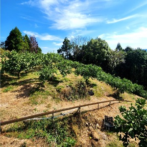 石元農園の土佐文旦 家庭用 大玉 約10キロ 10kg 3Lサイズ 4Lサイズ