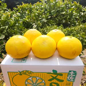 石元農園の土佐文旦 家庭用 大玉 約10キロ 10kg 3Lサイズ 4Lサイズ