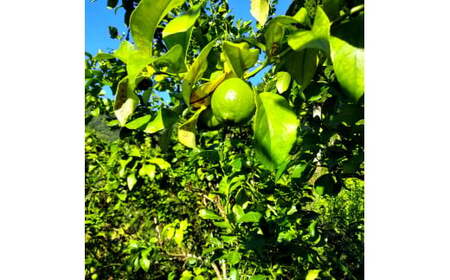 自然栽培レモン1kg