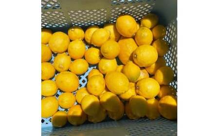 自然栽培レモン1kg