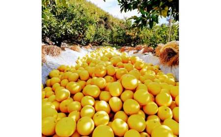 マルツジ果樹園の土佐文旦 家庭用(小玉) 約5kg 5キロ M～Lサイズ 12～17個入り