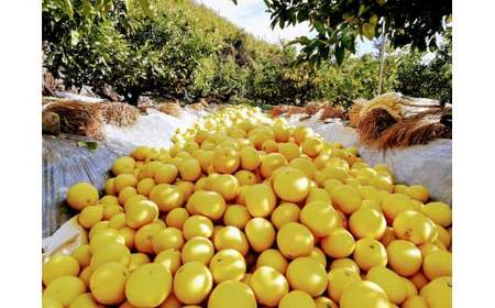 マルツジ果樹園の土佐文旦 訳あり品(小玉) 約10キロ 10kg M~Lサイズ 24~34個入り