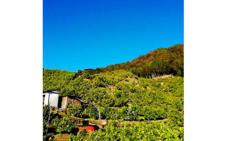 マルツジ果樹園の土佐文旦 訳あり品(小玉) 約10キロ 10kg M~Lサイズ 24~34個入り