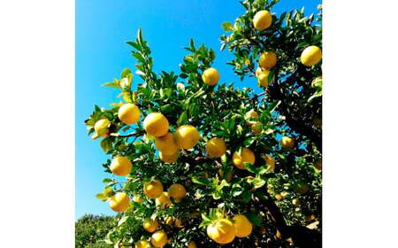 マルツジ果樹園の土佐文旦 訳あり品(小玉) 約10キロ 10kg M~Lサイズ 24~34個入り