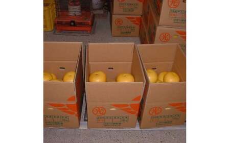 土佐文旦の創始 宮地文旦園の土佐文旦 贈答用2L 約5キロ 10～12個入り