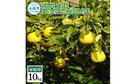 土佐文旦の創始 宮地文旦園の土佐文旦 家庭用2L 約10キロ 20～22個入り