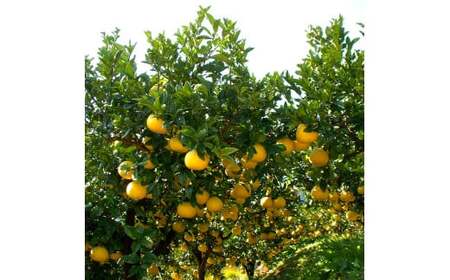 土佐文旦の創始 宮地文旦園の土佐文旦 家庭用2L 約10キロ 20～22個入り