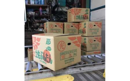 土佐文旦の創始 宮地文旦園の土佐文旦 家庭用2L 約10キロ 20～22個入り