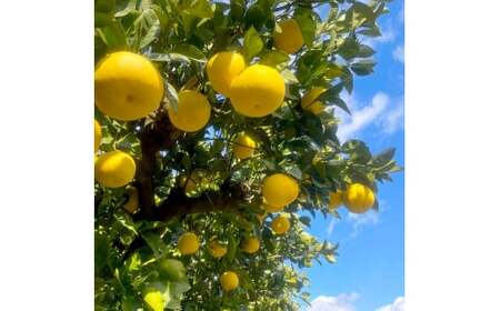 【先行予約】楠瀬さん土佐文旦 約4kg Mサイズ 猫ムッキーちゃん入り 12玉前後