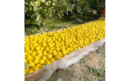 【先行予約】楠瀬さん土佐文旦 約4kg Mサイズ 猫ムッキーちゃん入り 12玉前後