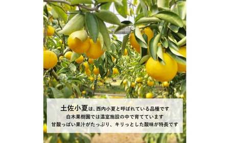 <果樹園直送>土佐小夏 特選品贈答用 約3kg
