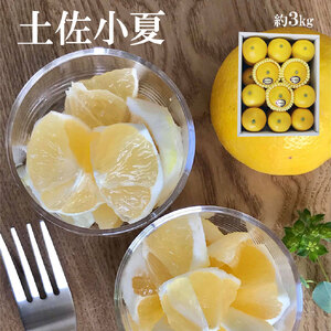 <果樹園直送>土佐小夏 特選品贈答用 約3kg