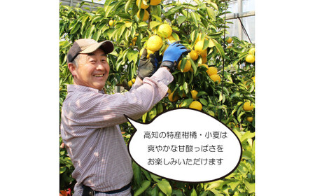 <果樹園直送>土佐小夏 特選品贈答用 約3kg