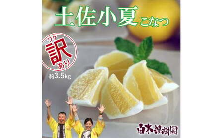 先行予約　＜白木果樹園＞ 土佐小夏 訳ありご家庭用 約3.5kg