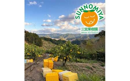 三宮果樹園の土佐文旦 訳あり 3kg ぶんたん ブンタン 3キロ 6玉前後