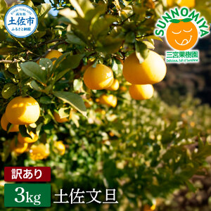 三宮果樹園の土佐文旦 訳あり 3kg ぶんたん ブンタン 3キロ 6玉前後