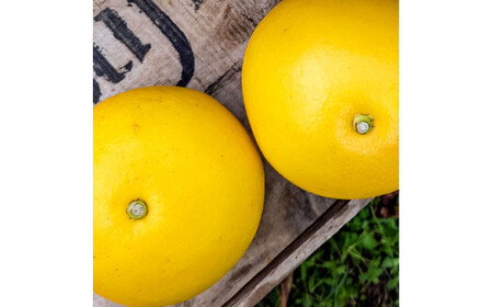 【先行予約】マルツジ果樹園の土佐文旦 家庭用(特大) 約1.5kg 1.5キロ 4Lサイズ 2個入り