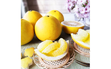 【先行予約】マルツジ果樹園の土佐文旦 家庭用(特大) 約1.5kg 1.5キロ 4Lサイズ 2個入り