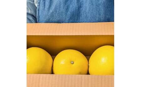 【先行予約】マルツジ果樹園の土佐文旦 家庭用(中玉) 約1.5kg 1.5キロ 2Lサイズ 3個入り