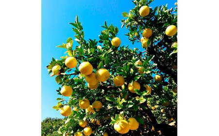 【先行予約】マルツジ果樹園の土佐文旦 家庭用(中玉) 約1.5kg 1.5キロ 2Lサイズ 3個入り