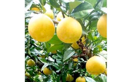 土佐文旦 文旦 訳あり 大玉入り 20kg 20キロ 3L～L