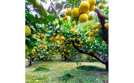 ＜2026年3月より順次発送＞土佐文旦 家庭用 3kg 5～8玉入り L～3Lサイズ混合