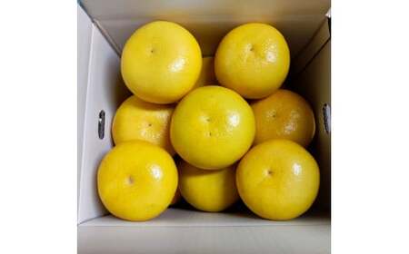 ＜2026年3月より順次発送＞土佐文旦 家庭用 3kg 5～8玉入り L～3Lサイズ混合