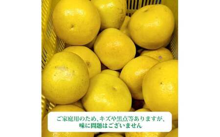 ＜2026年3月より順次発送＞土佐文旦 小玉 家庭用 3kg 7～9玉入り M～Lサイズ
