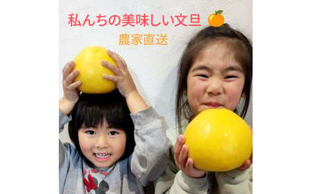 ＜2026年3月より順次発送＞土佐文旦 小玉 家庭用 3kg 7～9玉入り M～Lサイズ