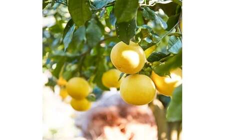 文旦 エッセンシャルオイル 8ml MICIL(ミシル) 